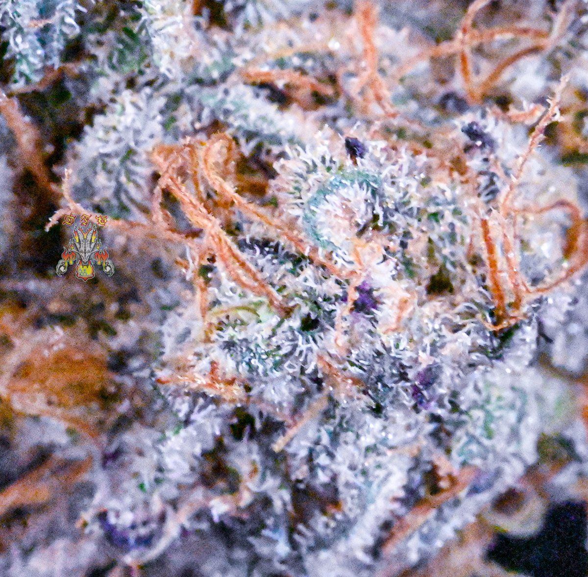 Haole moonshine 3 4 2