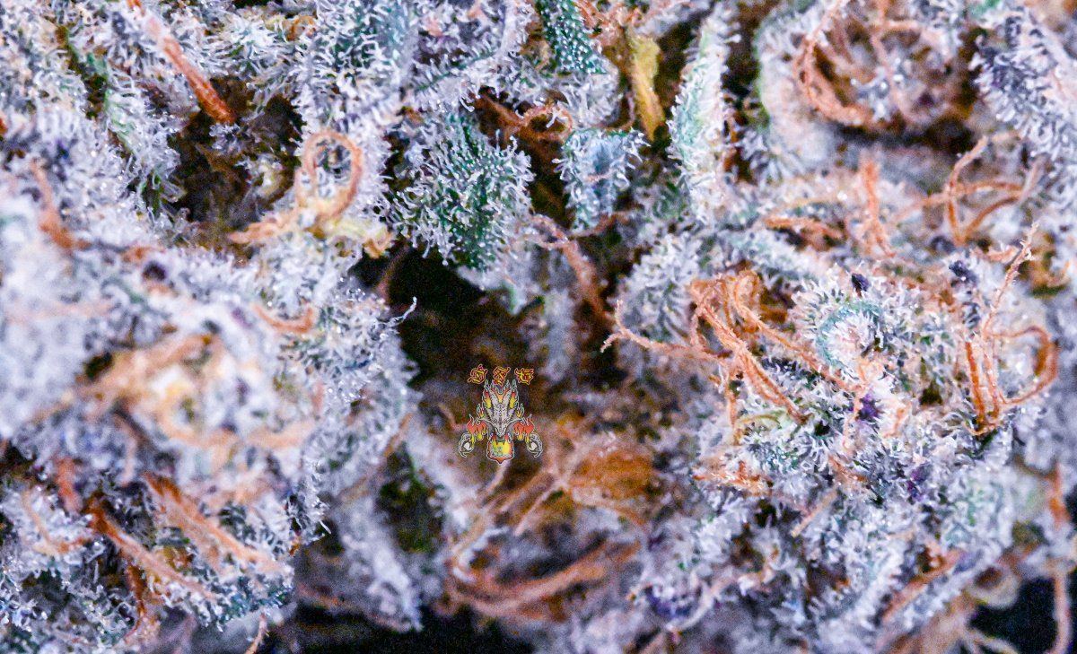 Haole moonshine 3 5 2