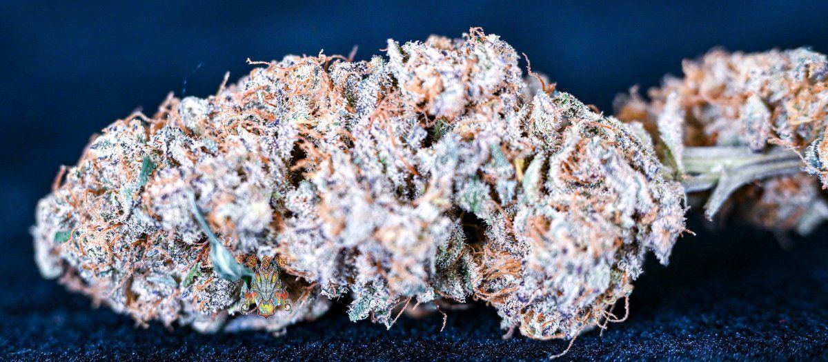 Haole moonshine 3 7