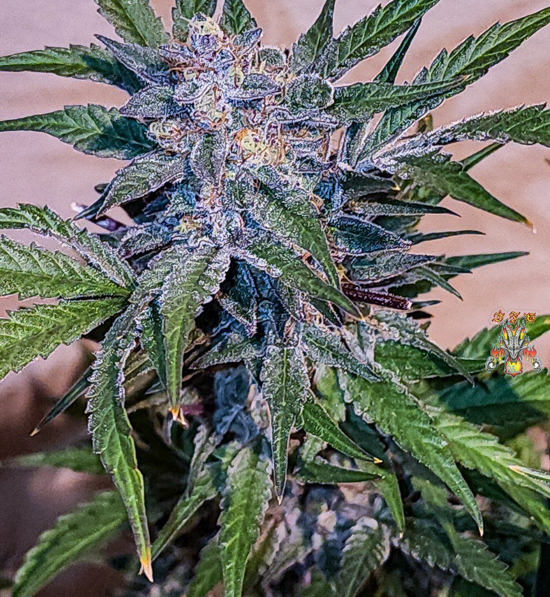 Haole moonshine 3 mid week 8 3
