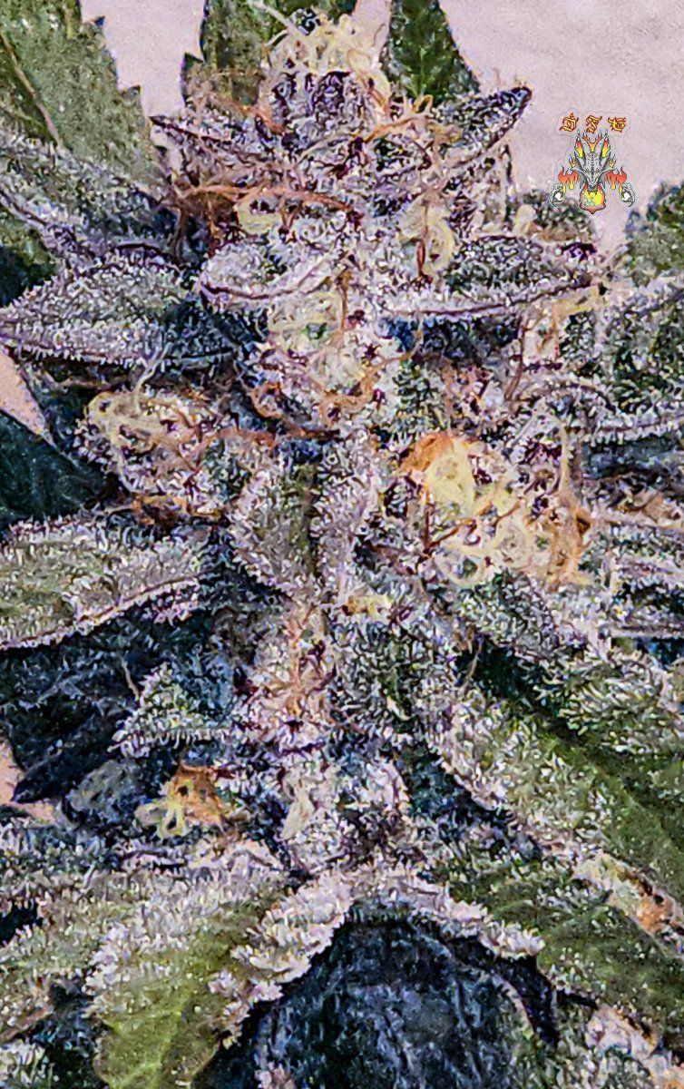 Haole moonshine 3 mid week 8 4