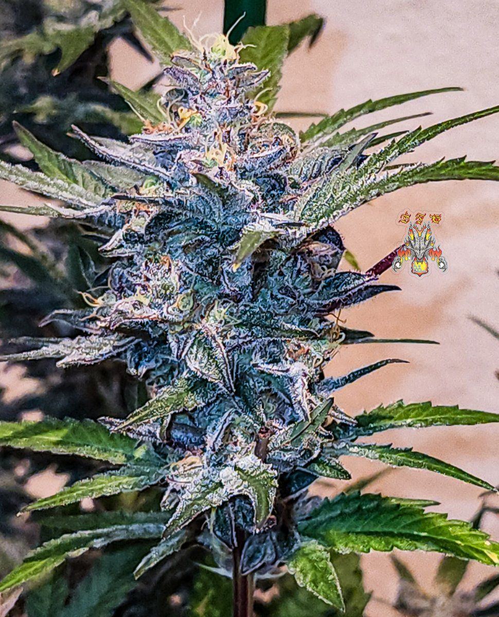 Haole moonshine 3 mid week 8