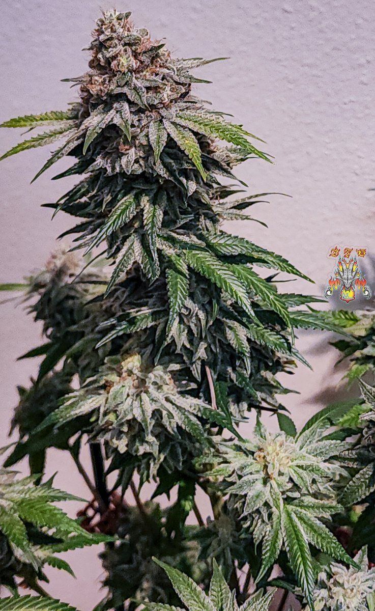 Haole moonshine 4 mid week 8 2