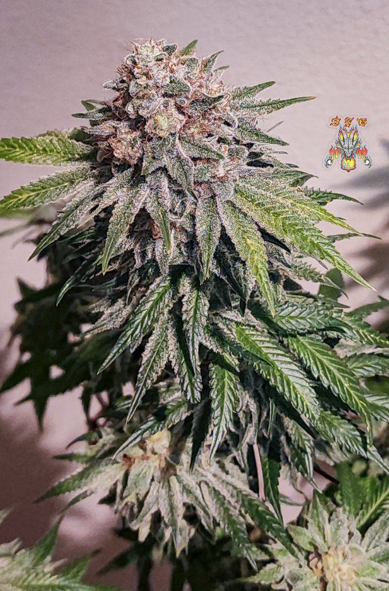 Haole moonshine 4 mid week 8 3