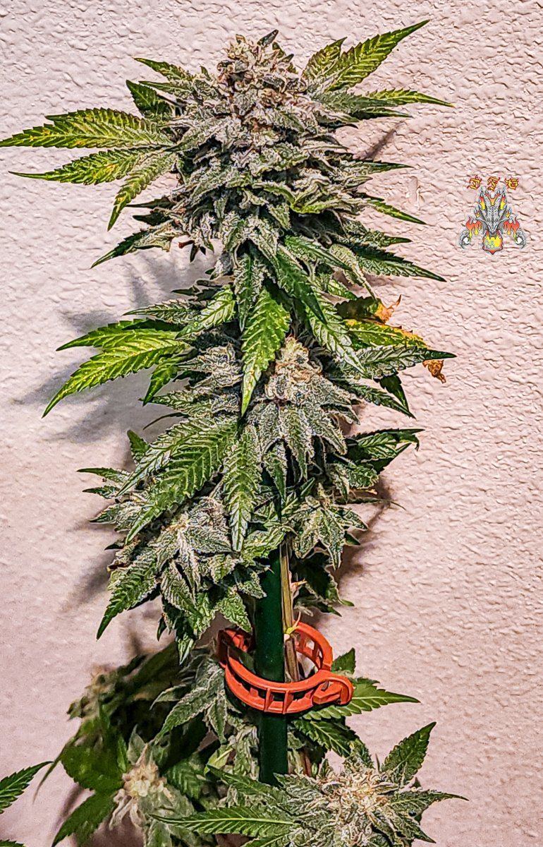 Haole moonshine 4 mid week 8 4