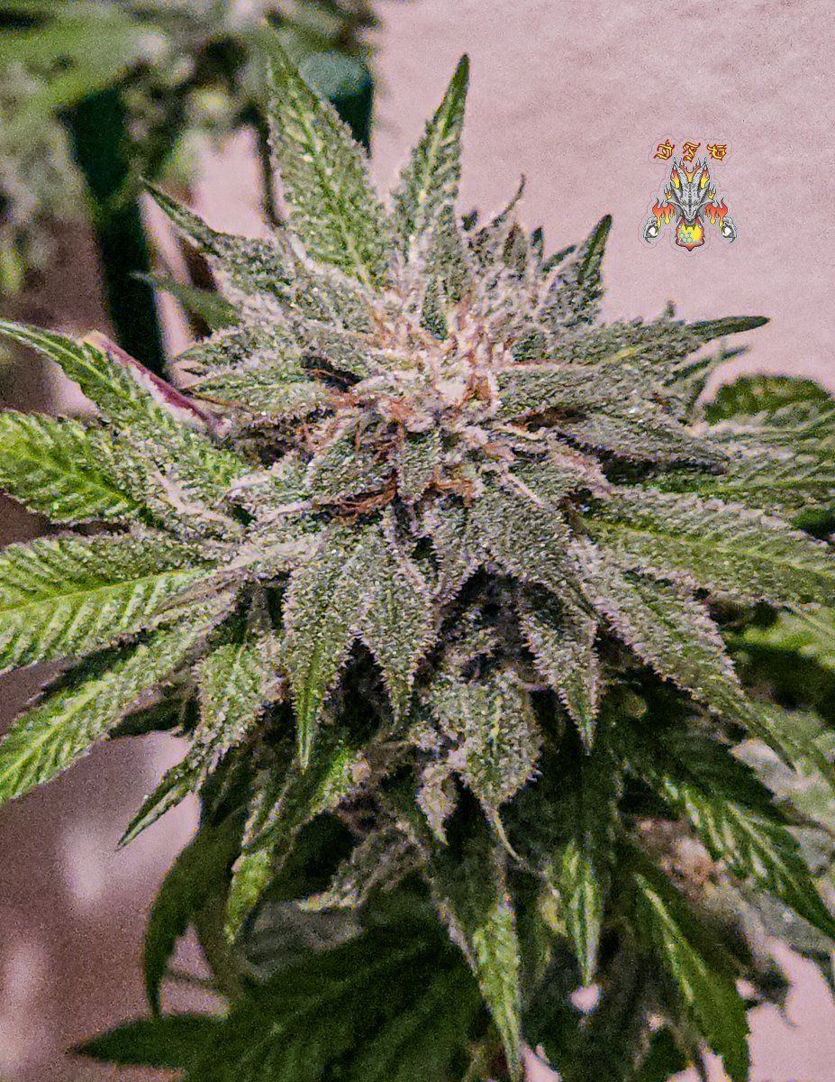 Haole moonshine 4 mid week 8 5