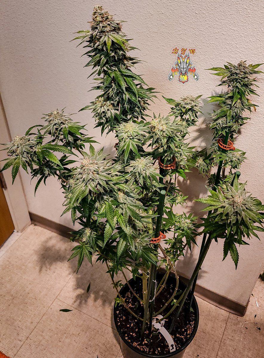 Haole moonshine 4 mid week 8