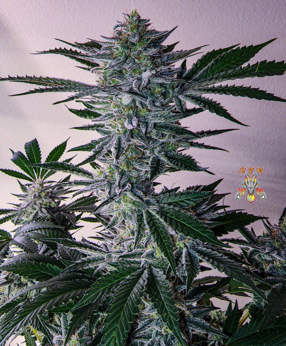 Haole Moonshine 5 week 8 2