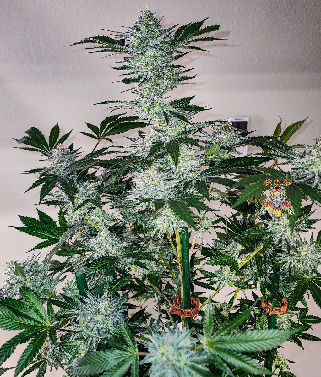 Haole Moonshine 5 week 8 3