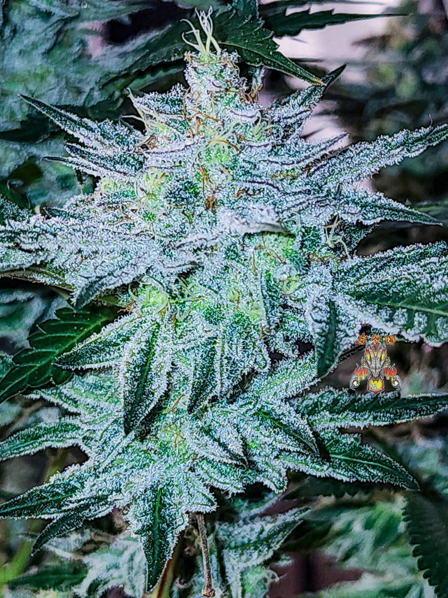 Haole Moonshine 5 week 8 5
