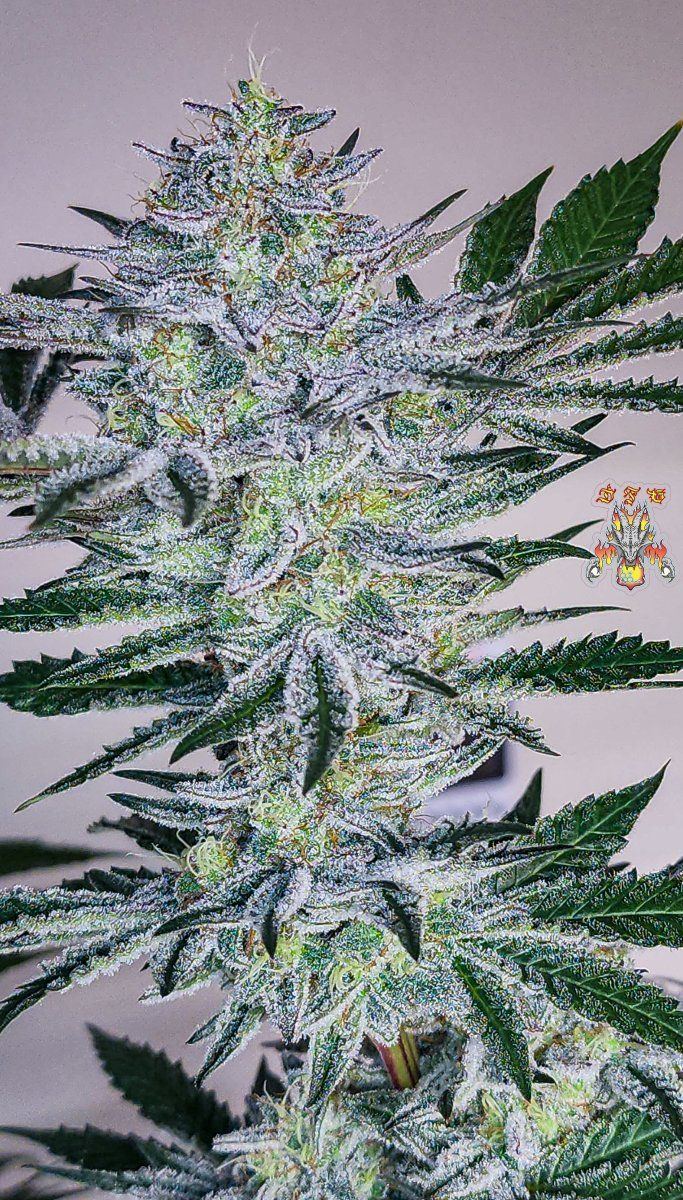 Haole Moonshine 5 week 8 8