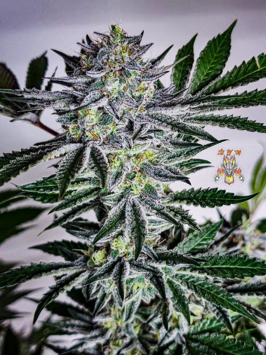 Haole Moonshine 5 week 8 9