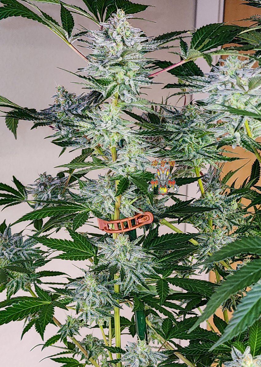 Haole Moonshine 5 week 8