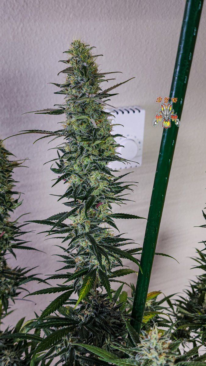 Haole Moonshine 6 week 8 2