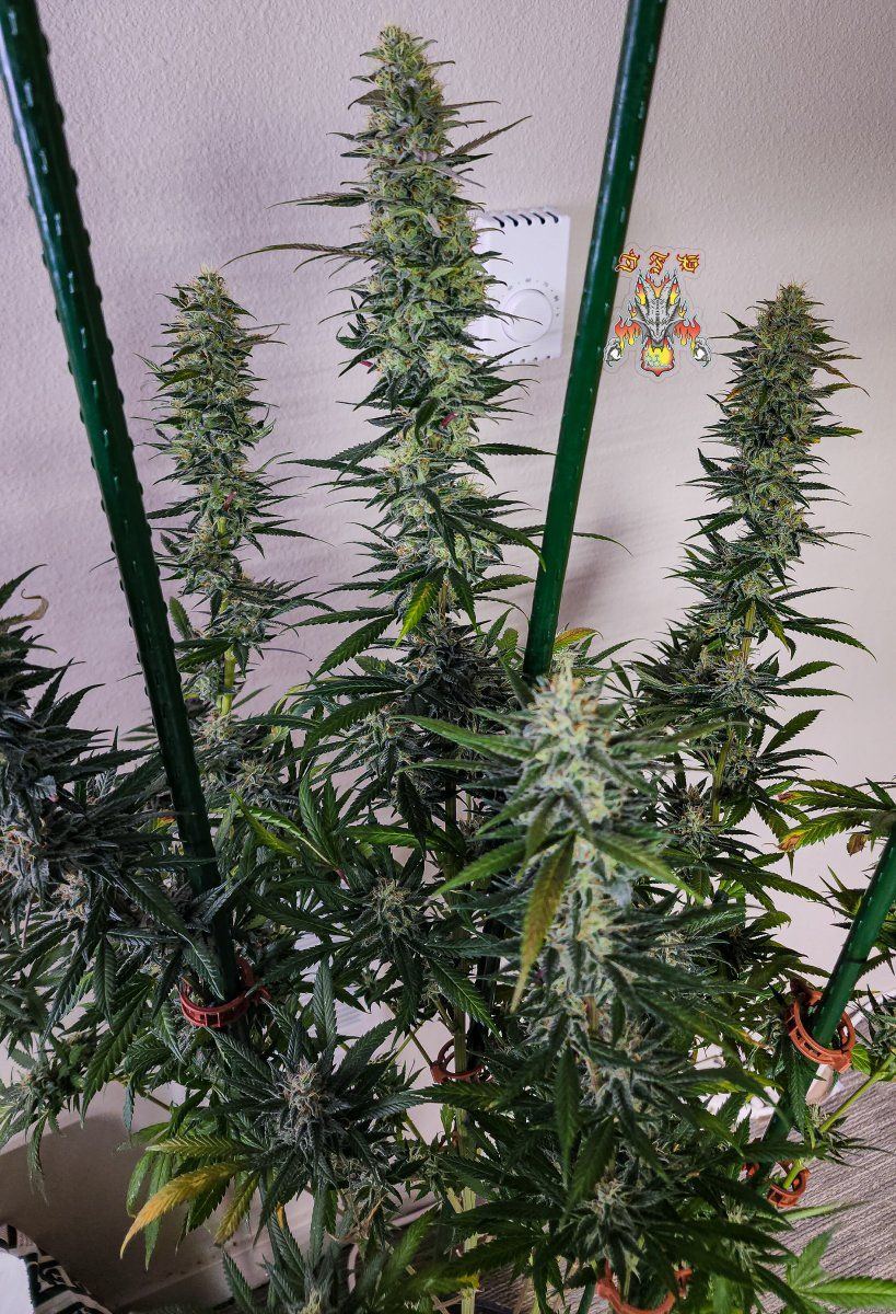 Haole Moonshine 6 week 8 3