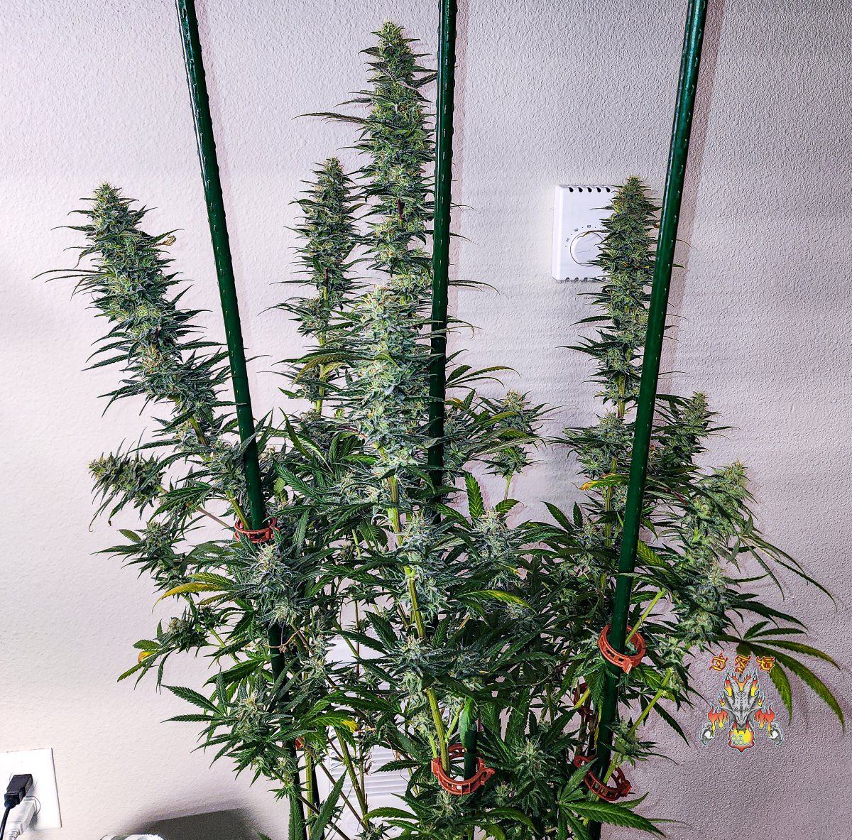 Haole Moonshine 6 week 8 4