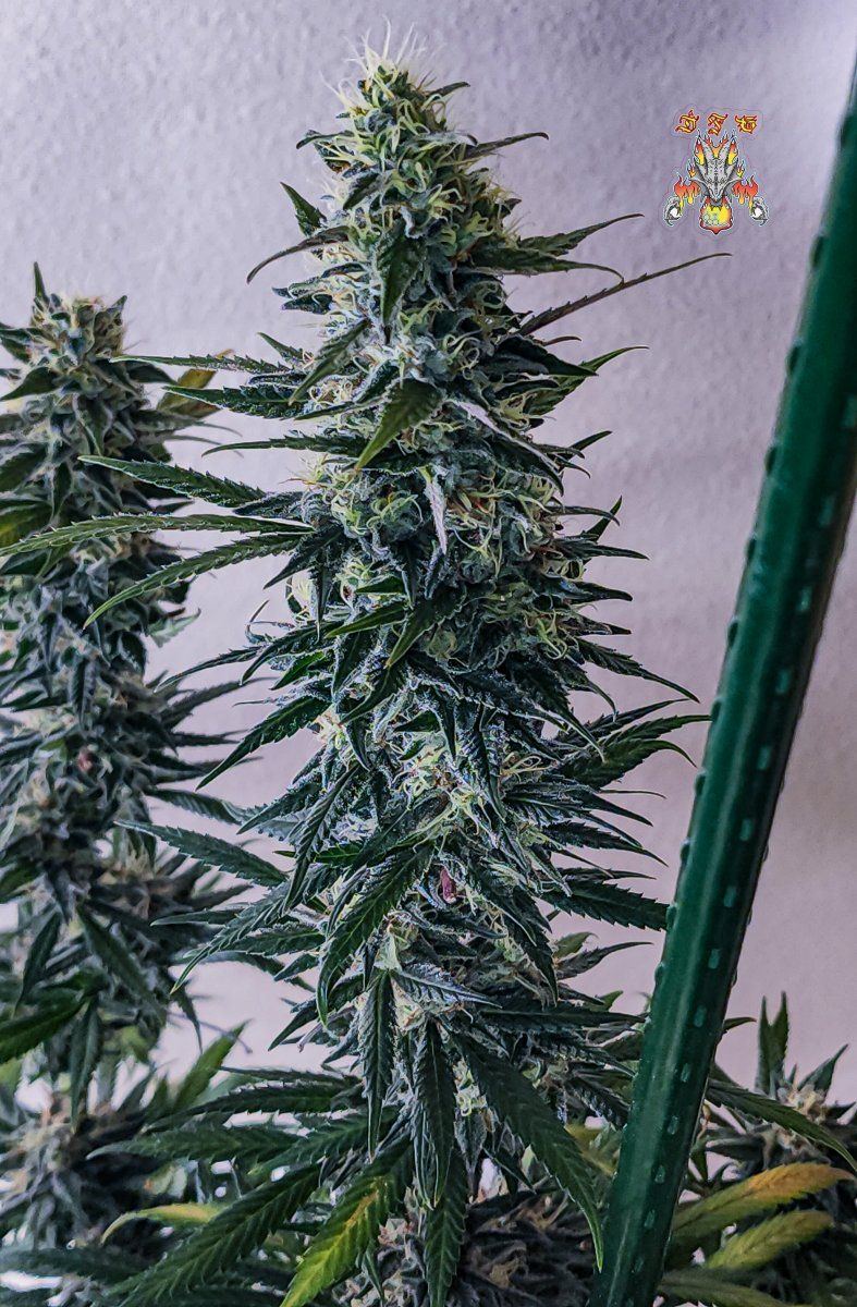 Haole Moonshine 6 week 8