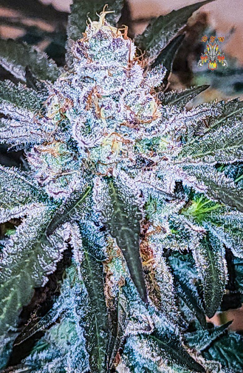 Haole Moonshine number 13 day 69 12