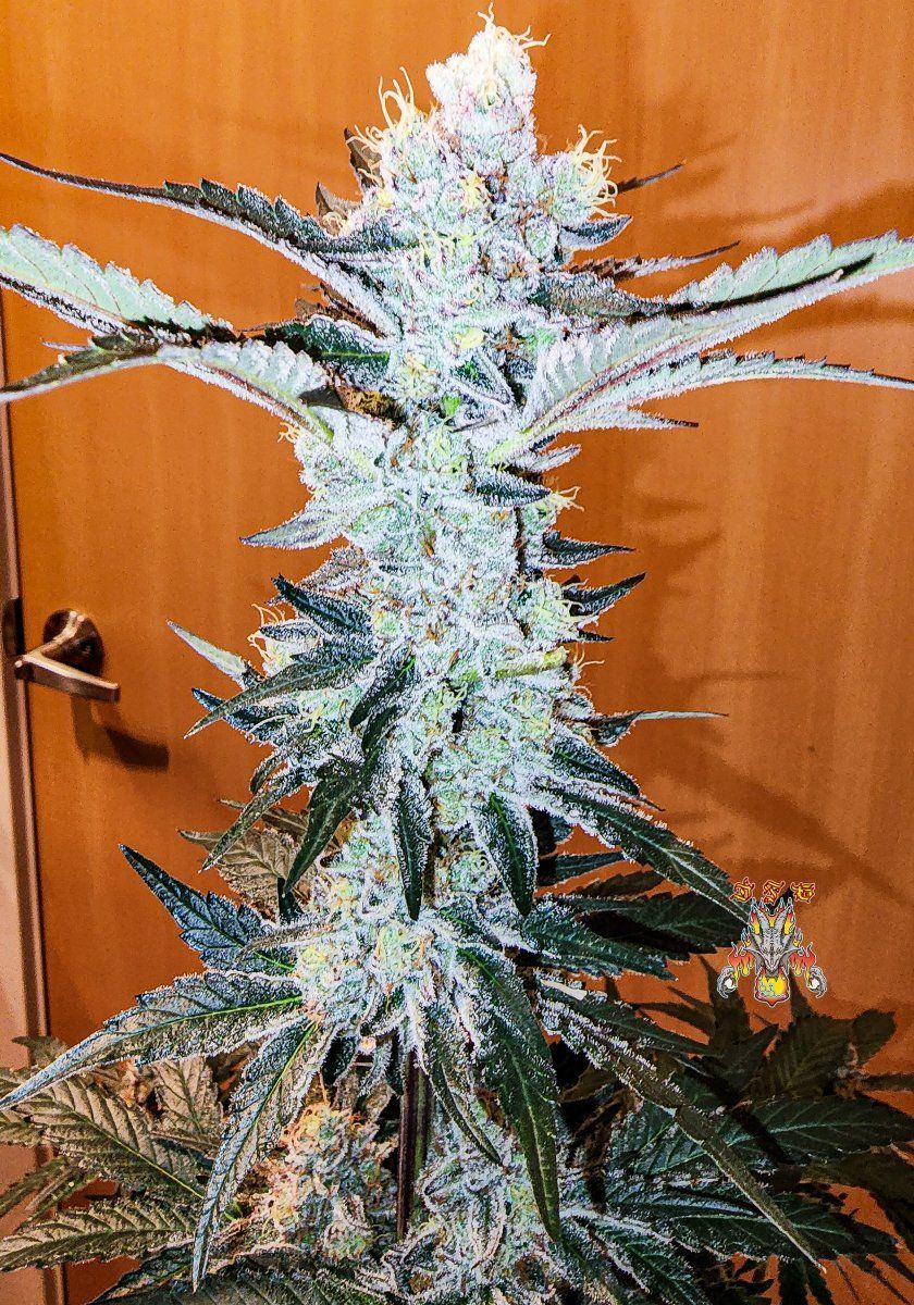 Haole Moonshine number 13 day 69 2