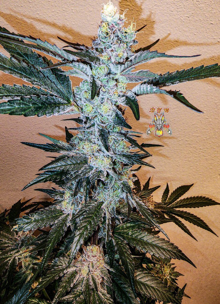 Haole Moonshine number 13 day 69 3
