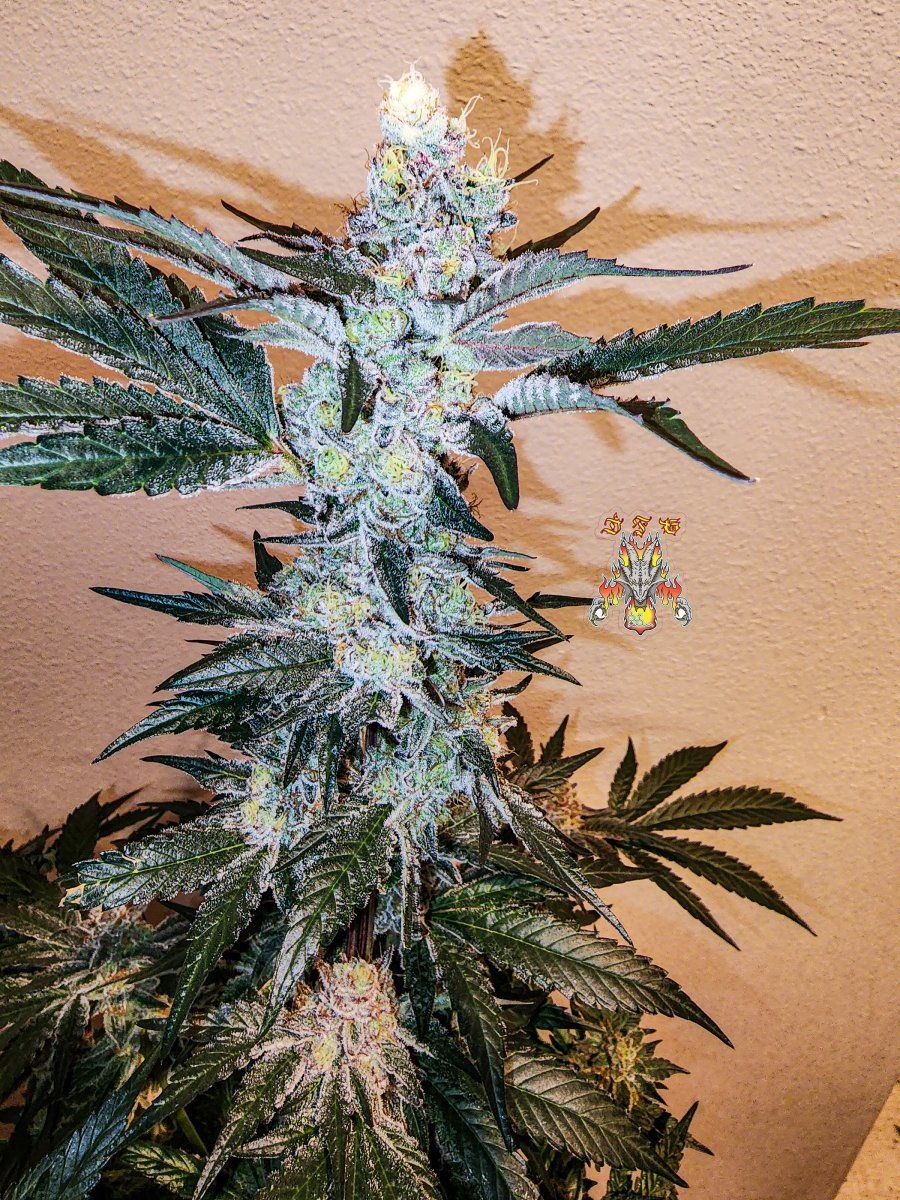 Haole Moonshine number 13 day 69 4