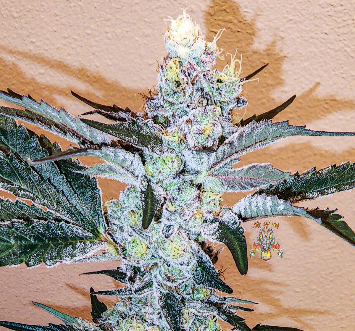Haole Moonshine number 13 day 69 5