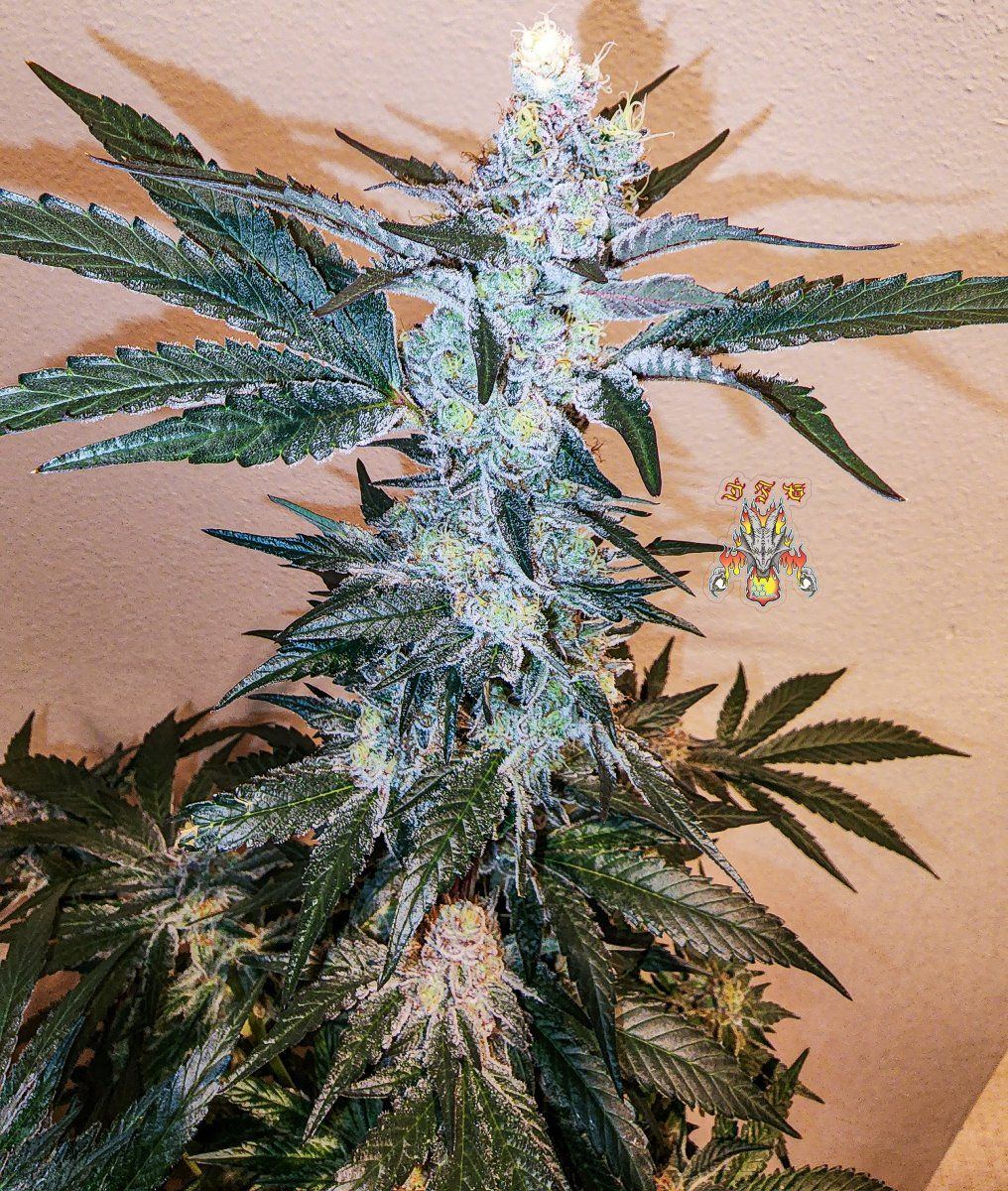 Haole Moonshine number 13 day 69 6