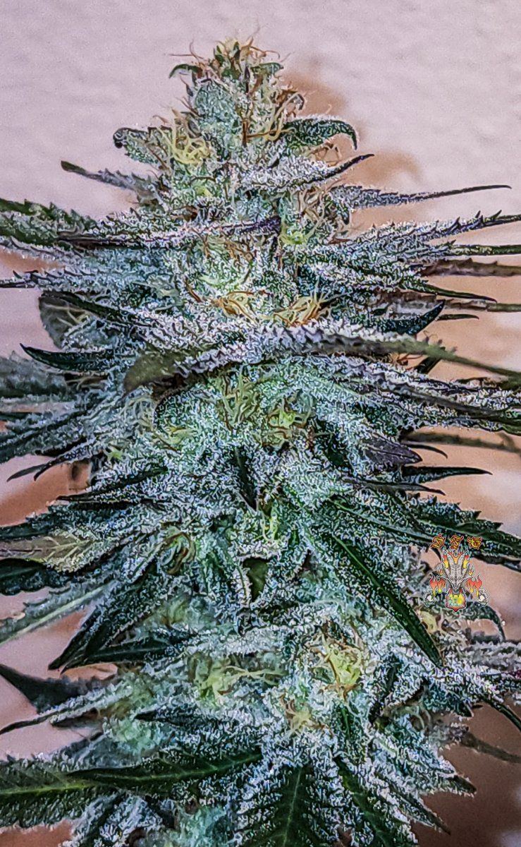 Haole Moonshine number 2 week 7 1