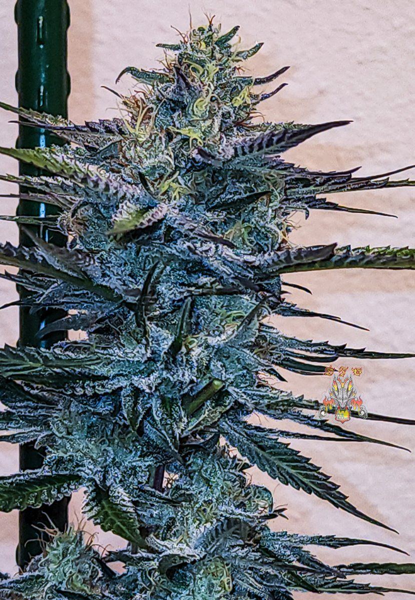 Haole Moonshine number 2 week 7 2