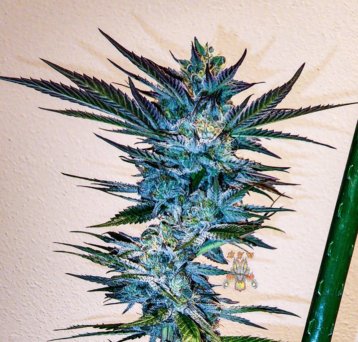 Haole Moonshine number 2 week 7 3