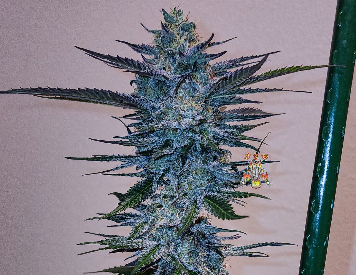 Haole Moonshine number 2 week 7 4