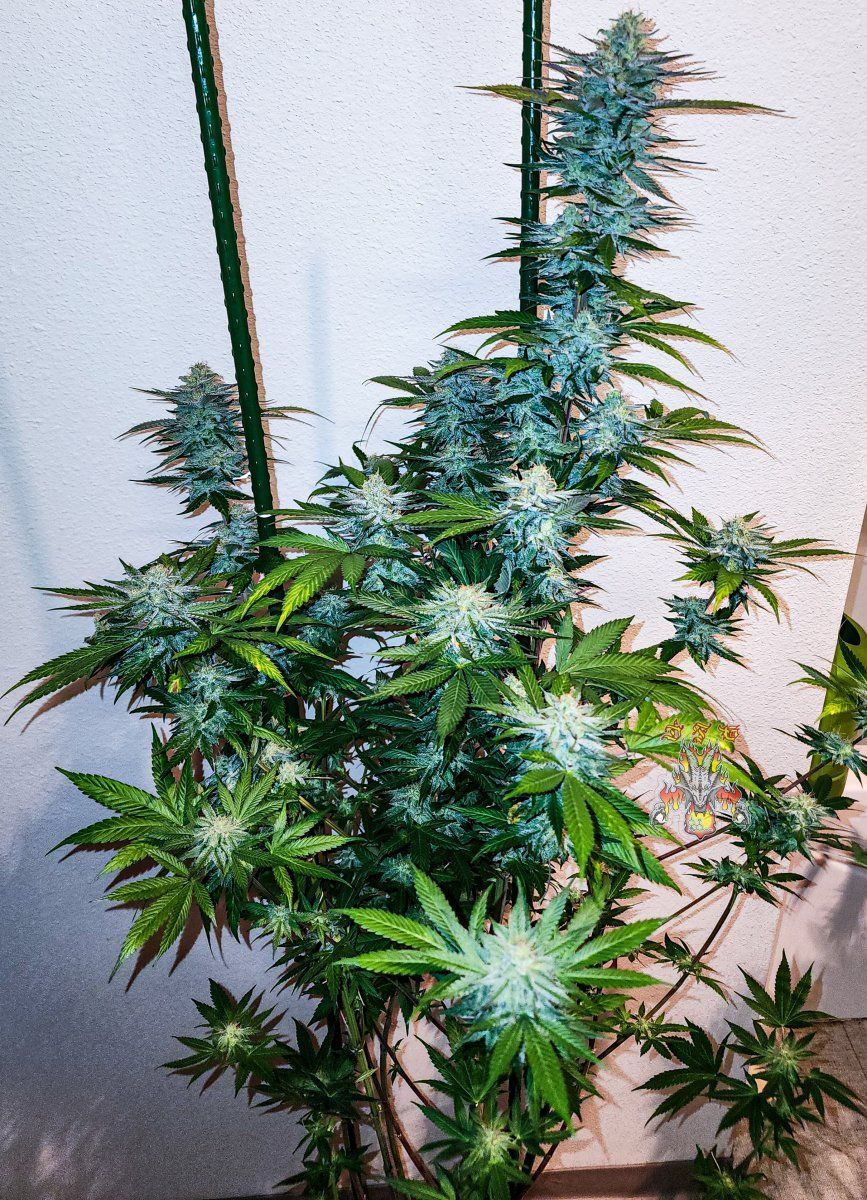 Haole Moonshine number 2 week 7
