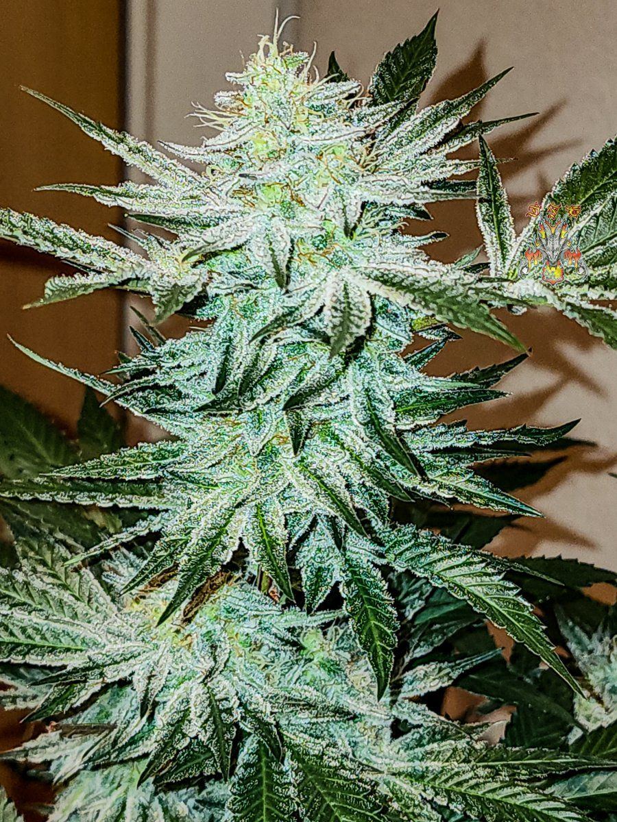 Haole Moonshine number 5 week 7 1