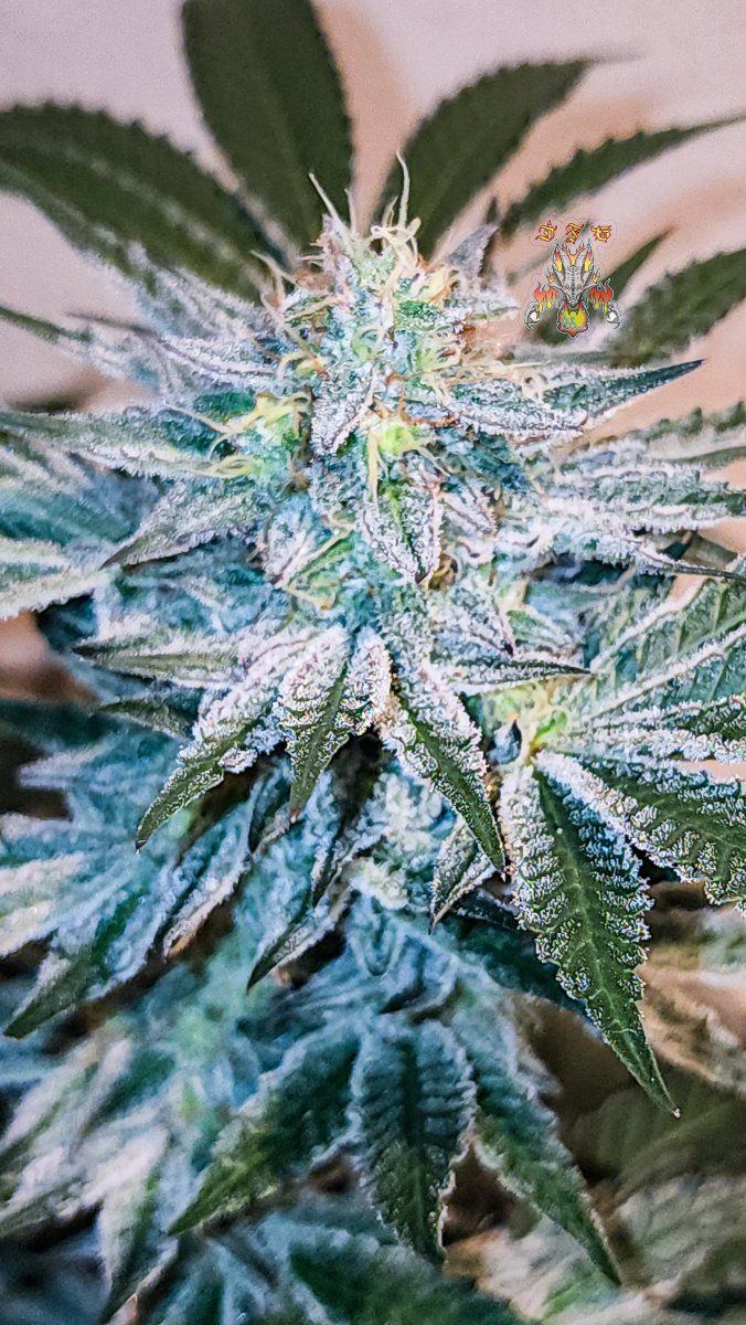 Haole Moonshine number 5 week 7 2