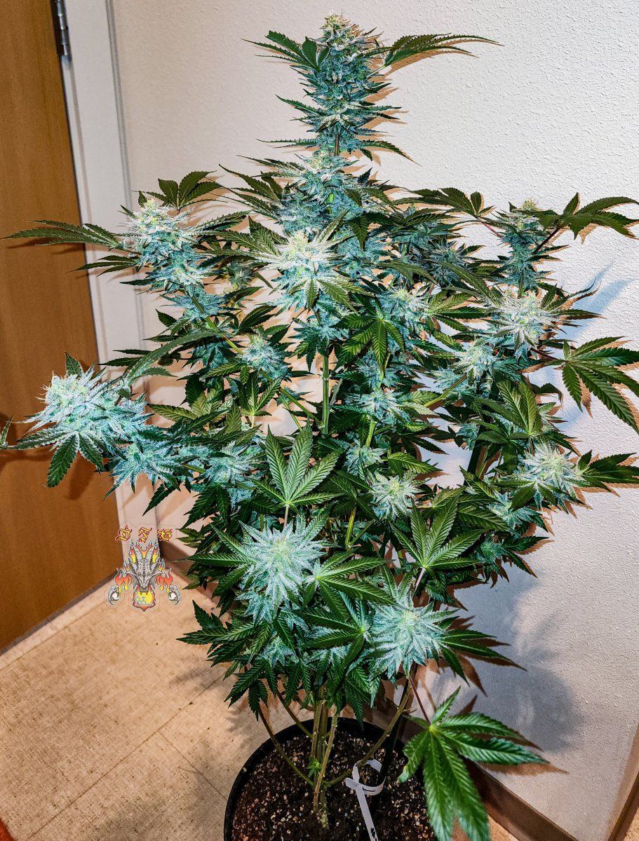 Haole Moonshine number 5 week 7