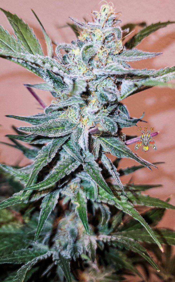 Haole Moonshine number 6 day 69 2