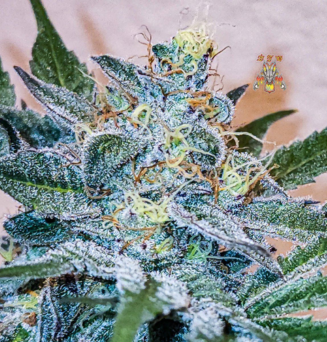 Haole Moonshine number 6 day 69 3