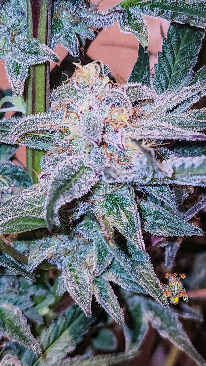 Haole Moonshine number 6 day 69