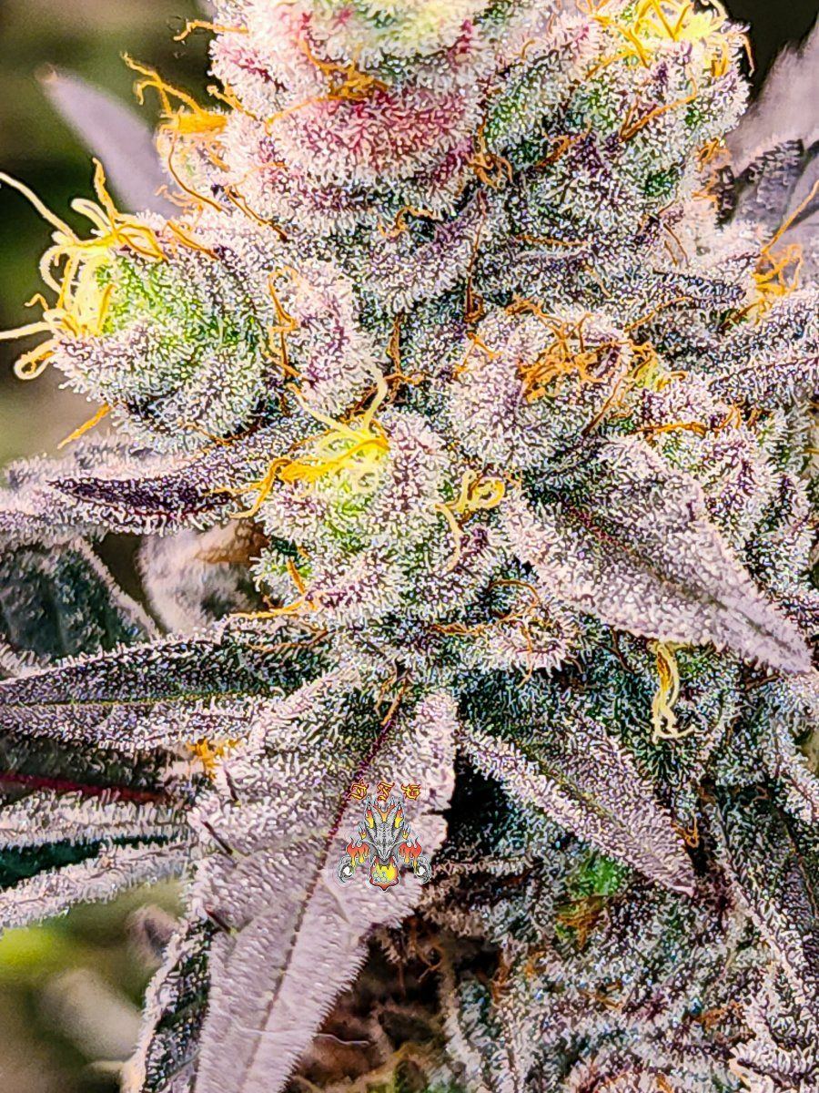 Haole moonshine week 9 3