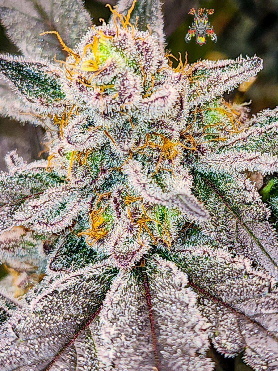 Haole moonshine week 9 4