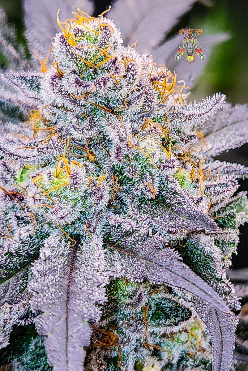 Haole moonshine week 9 5
