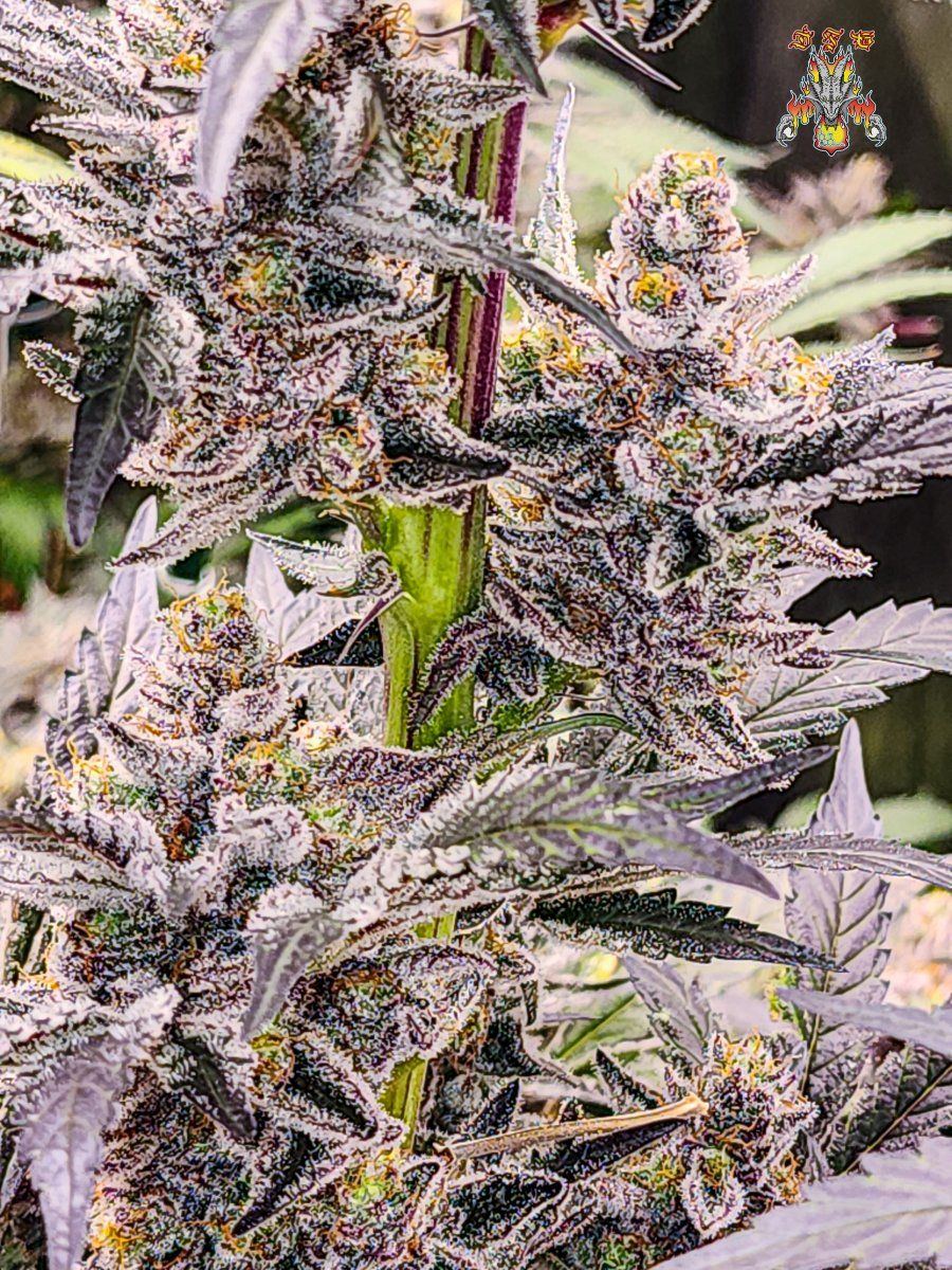 Haole moonshine week 9 6
