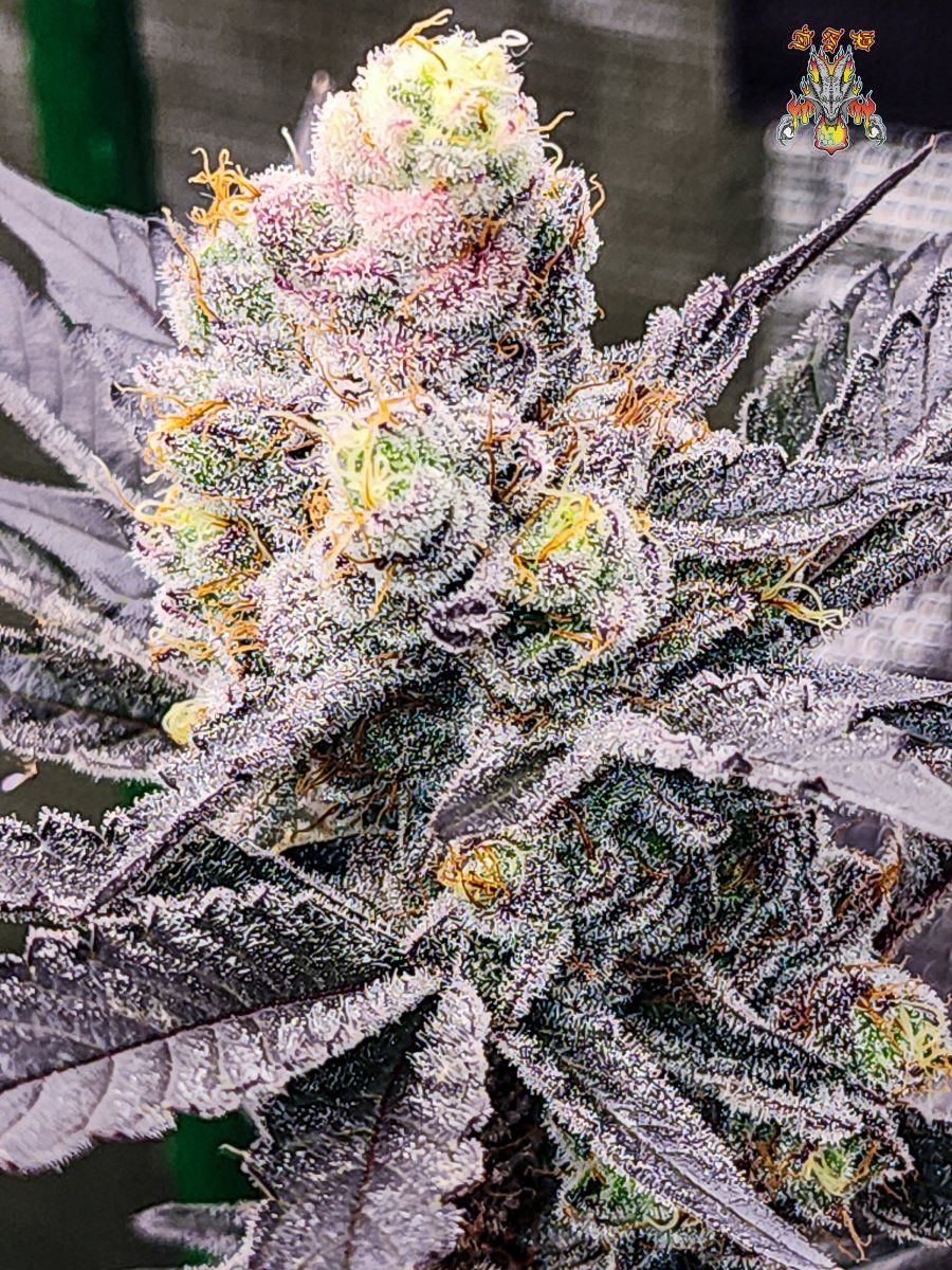 Haole moonshine week 9 7