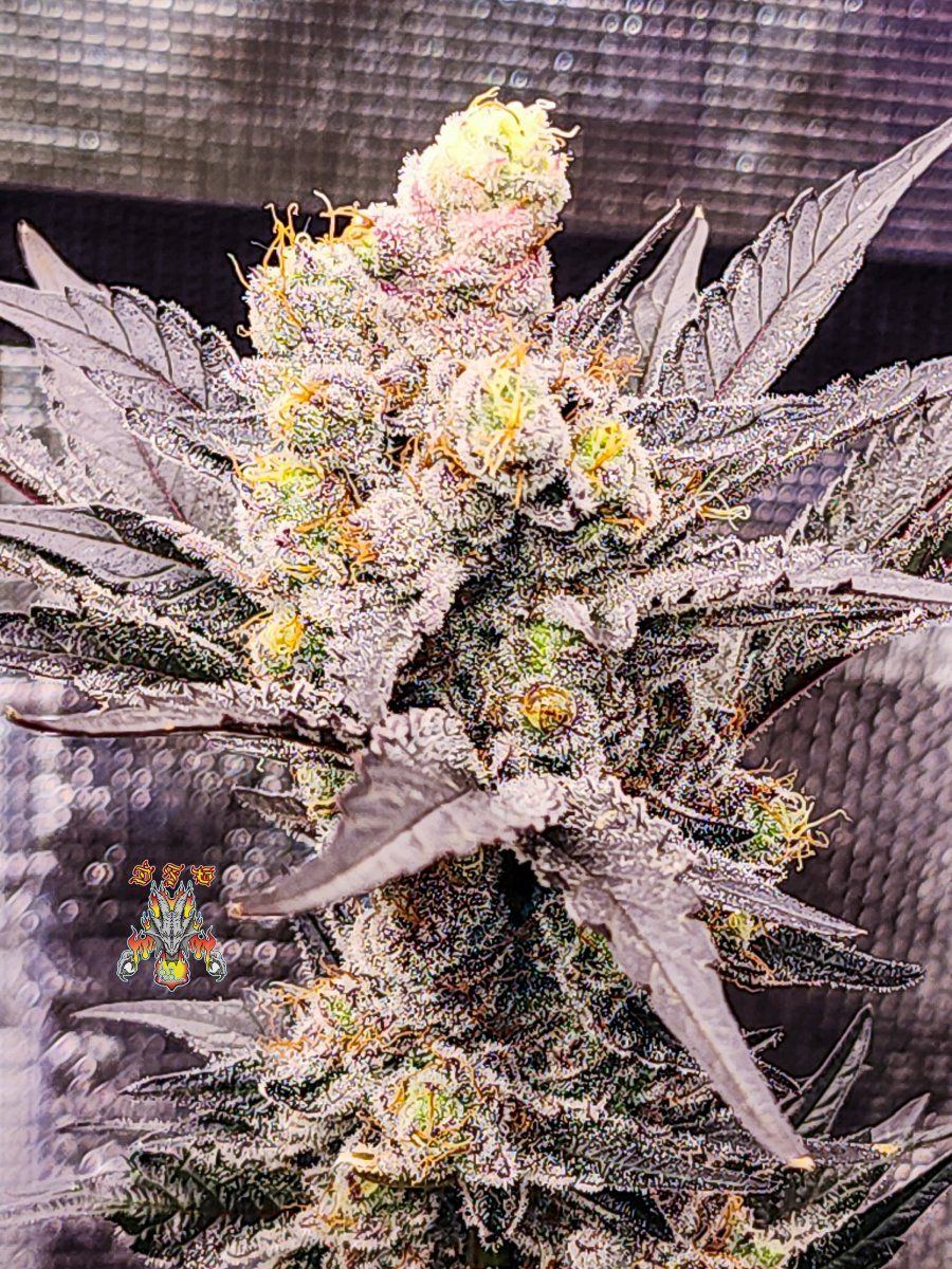 Haole moonshine week 9 8