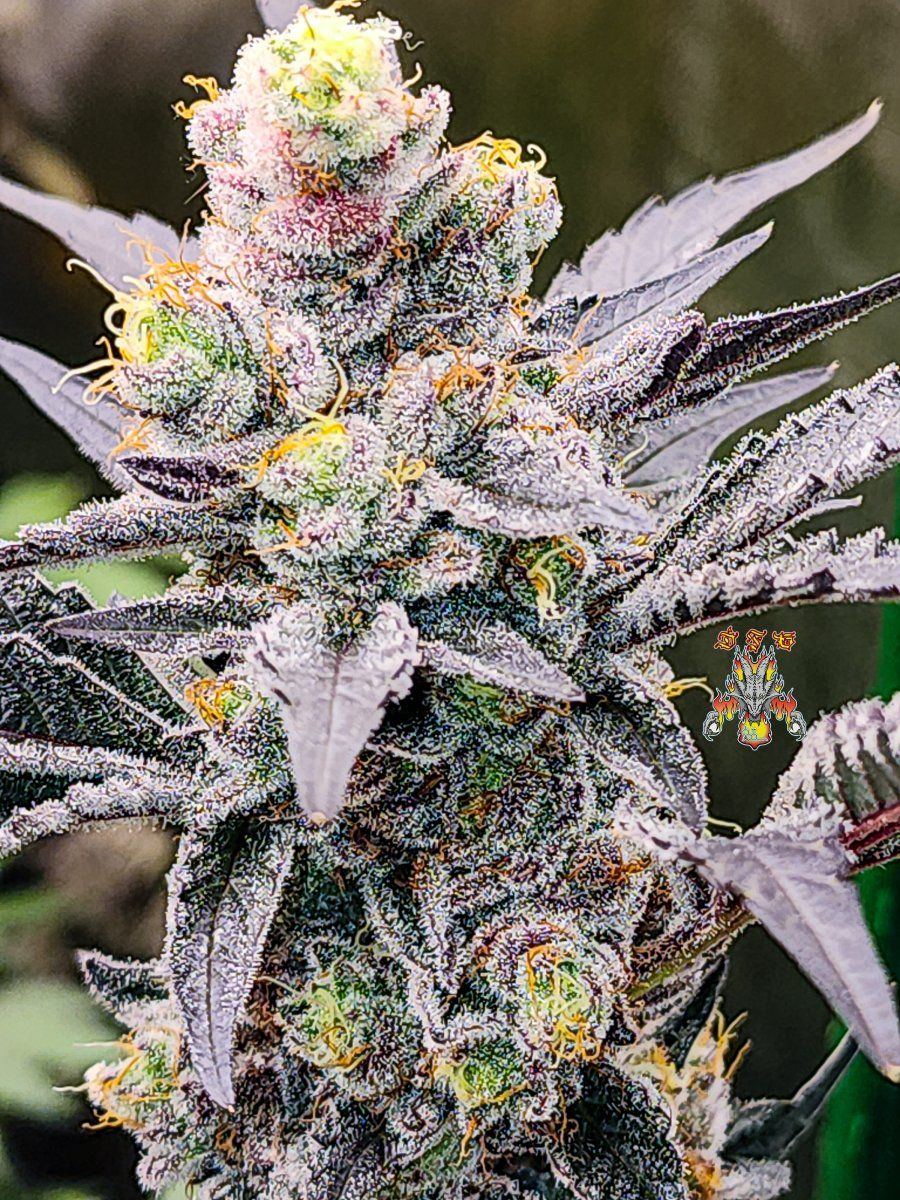Haole moonshine week 9 9