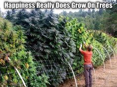 Happinesstree