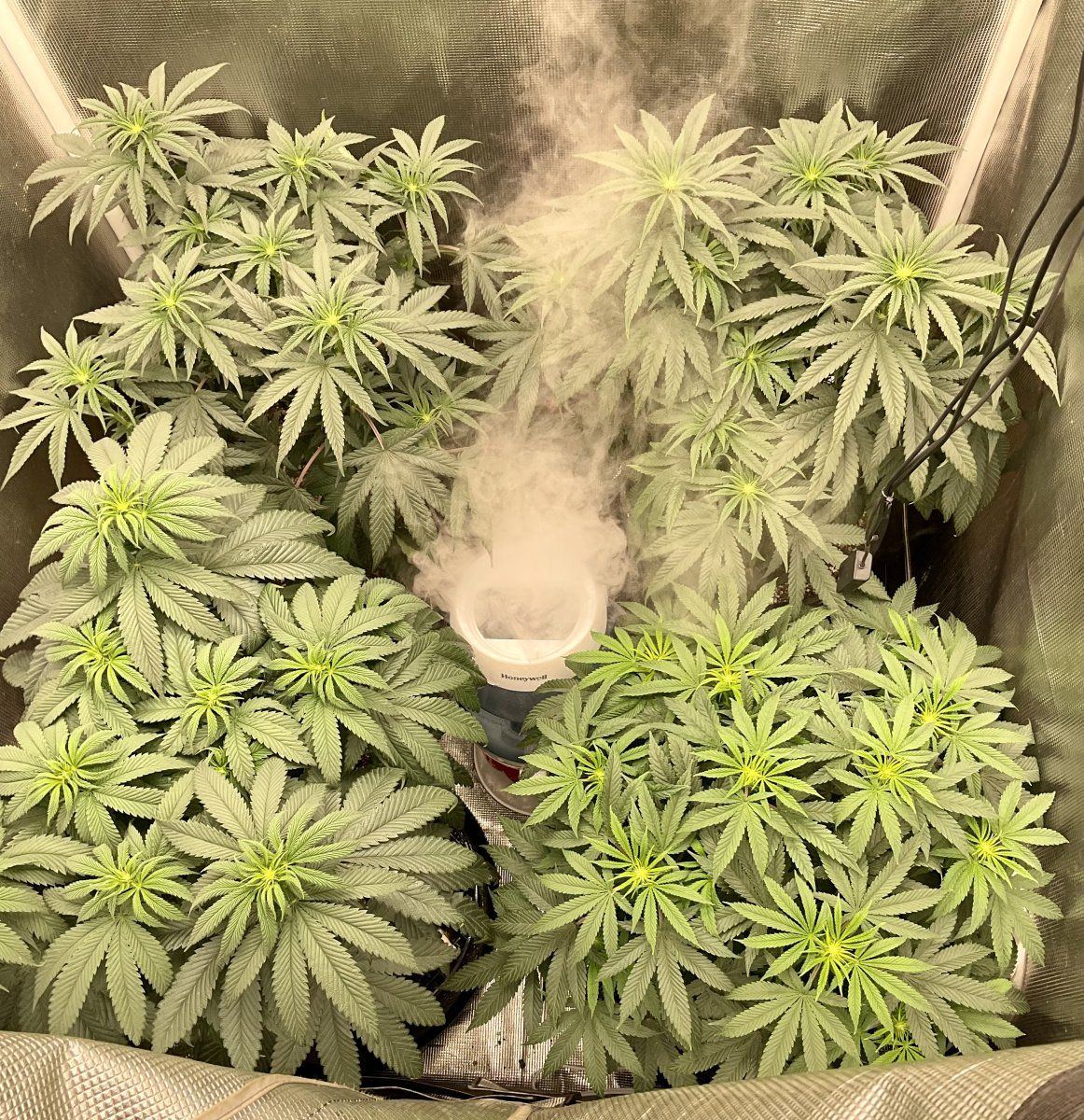 Happy 420 to all from the shack 3