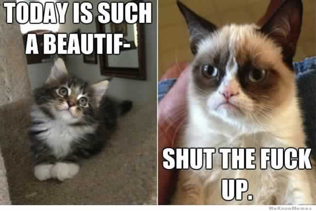 Happy vs grumpy cat