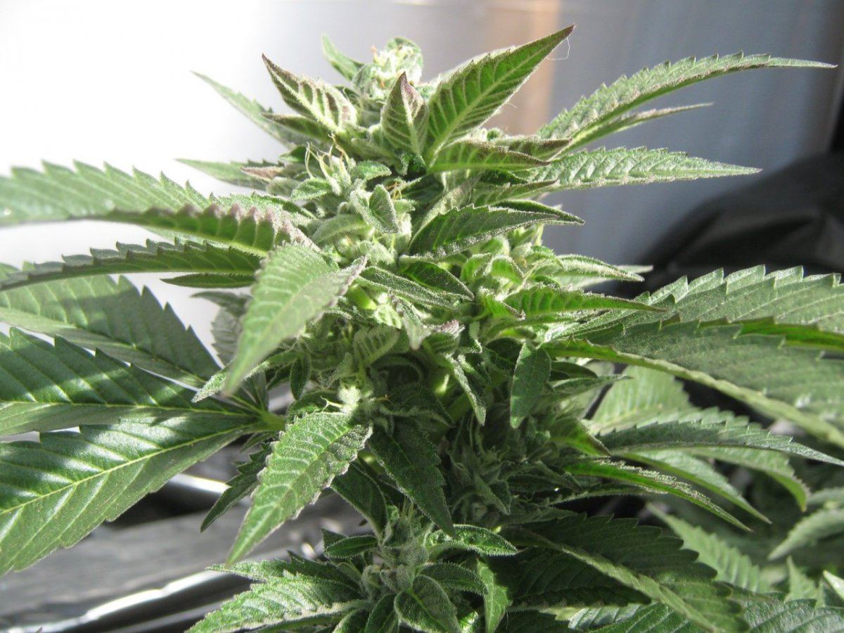 Happyplant2324