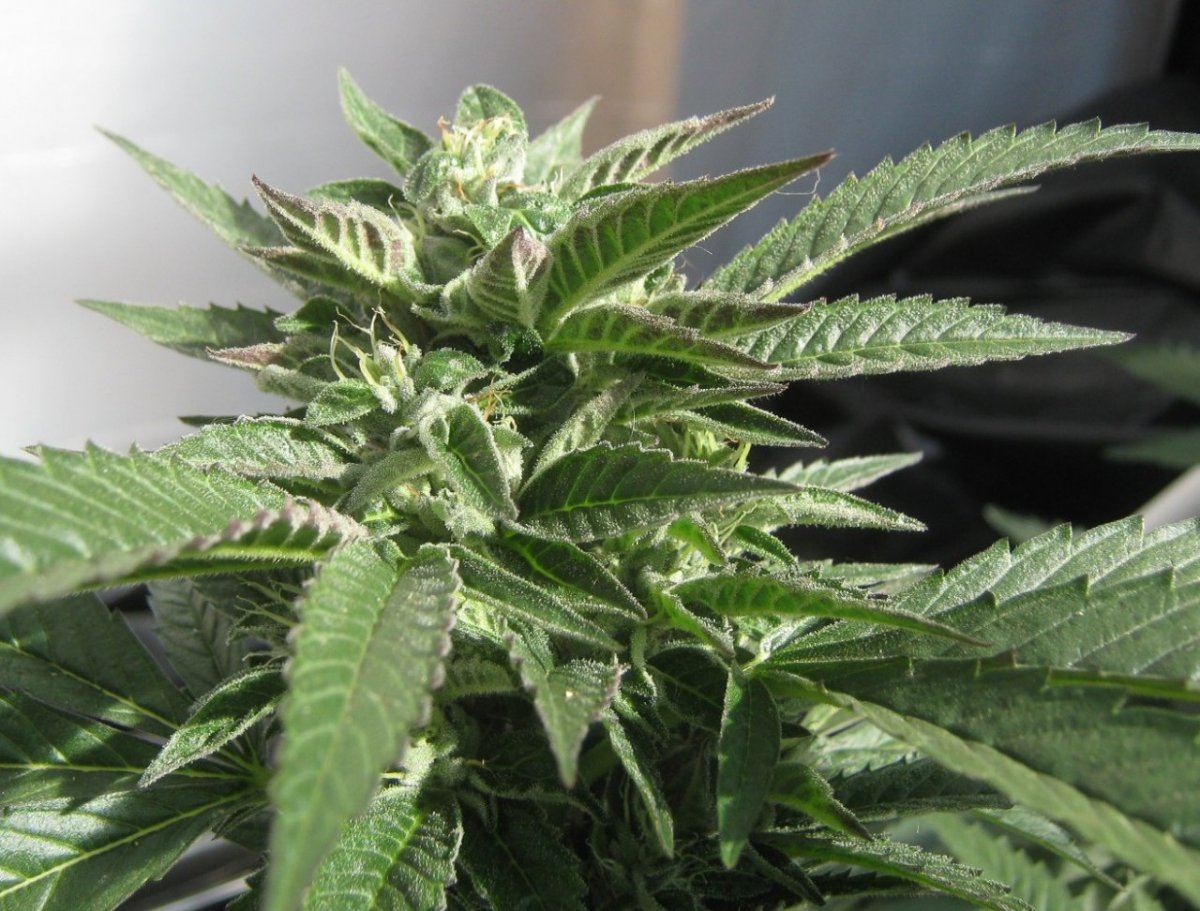 Happyplant324